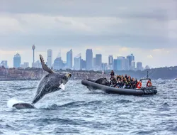 Sydney Whale Watching Adventurous Cruise on Inflatable Boat